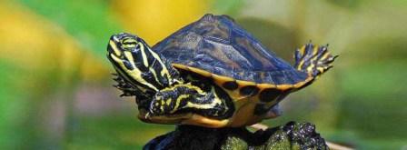 лампы для рептилий.jpg