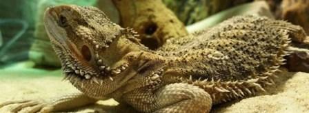 лампы для рептилий.jpg